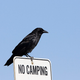 Illustration for article titled Stop Picking On Crows: Study Reveals the Birds Arent Evil Predators